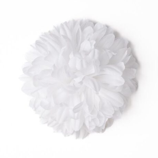 Chrysantheme Xtra weiss